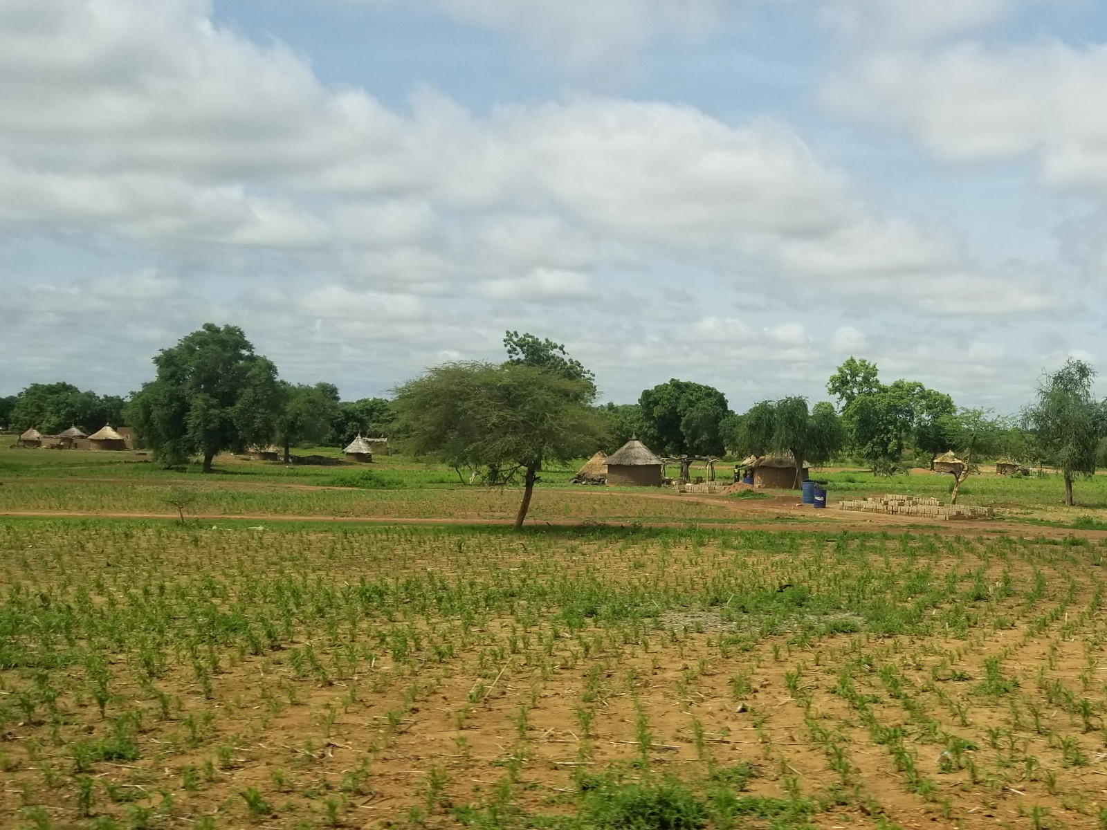 A Burkina Faso village of thatched homes set behind cultivated millet fields