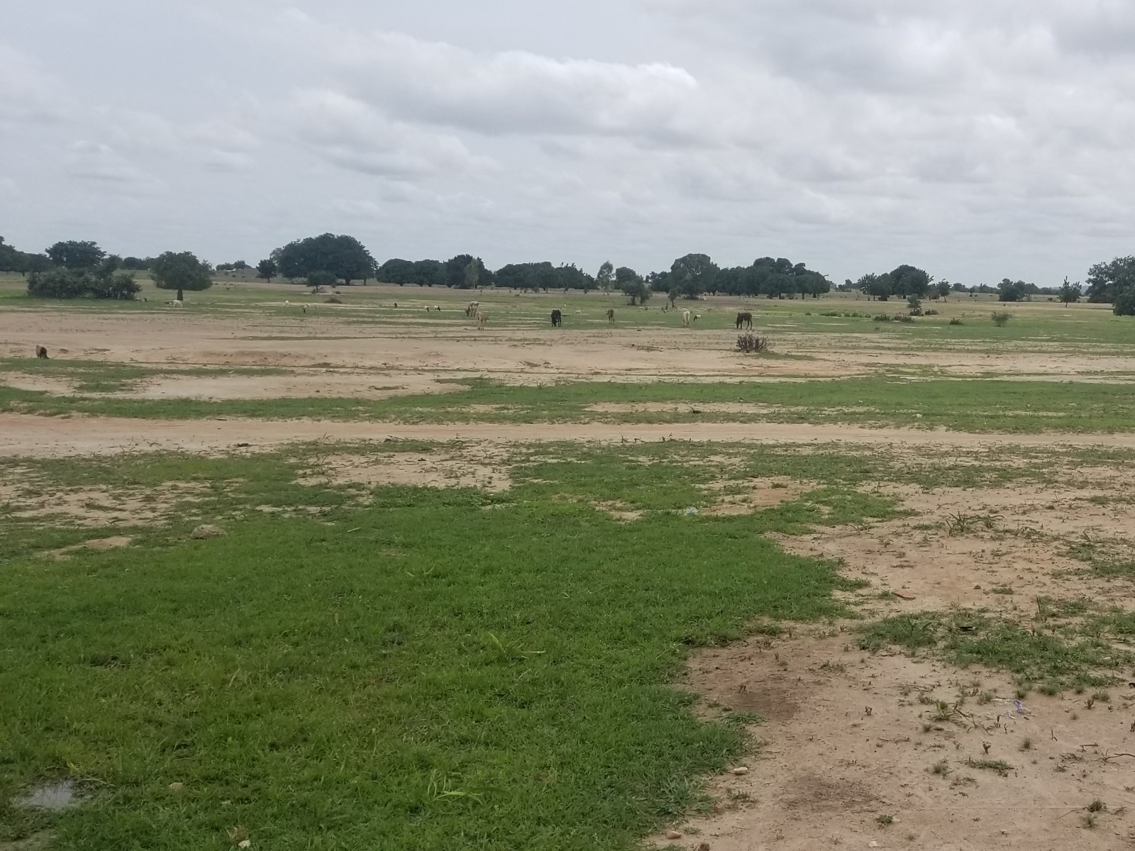 Open grazing land dotted with trees and livestock under a wide sky in rural Burkina Faso
